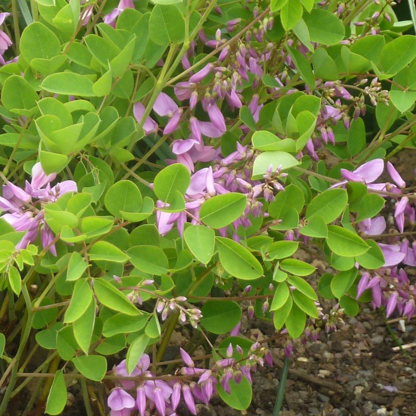 Indigofera kirilowii